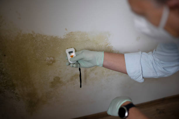 Best HVAC Mold Remediation in Winthrop Harbor, IL