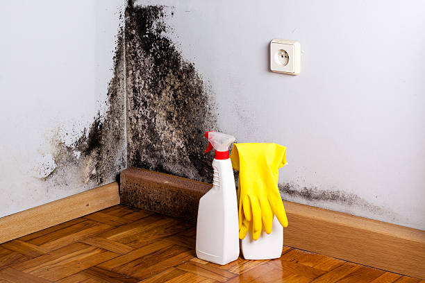 Winthrop Harbor, IL Mold Remediation Company