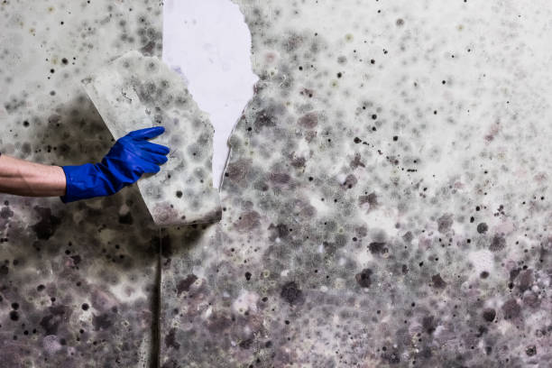 Best Kitchen Mold Remediation in Winthrop Harbor, IL