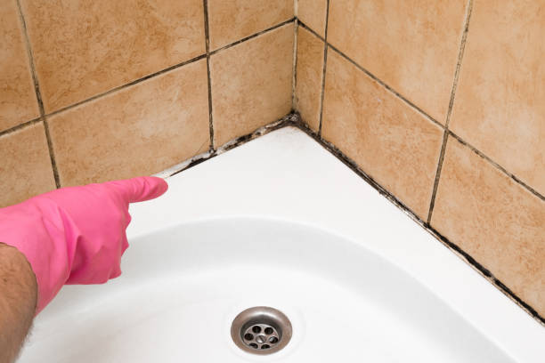 Best White Mold Remediation in Winthrop Harbor, IL